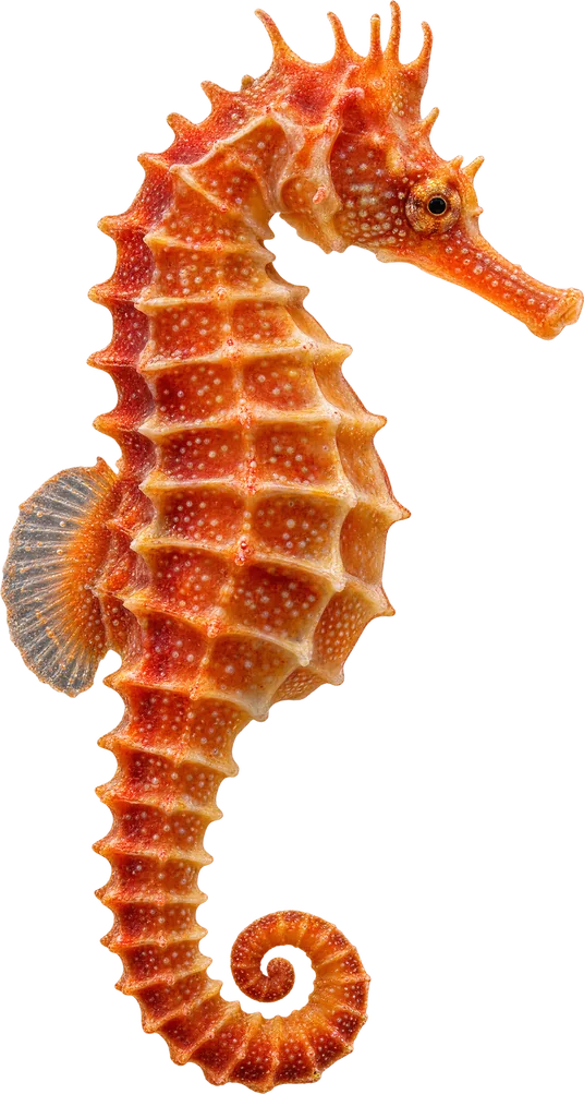 An orange seahorse with a curled tail, the same colour as the coral around it.