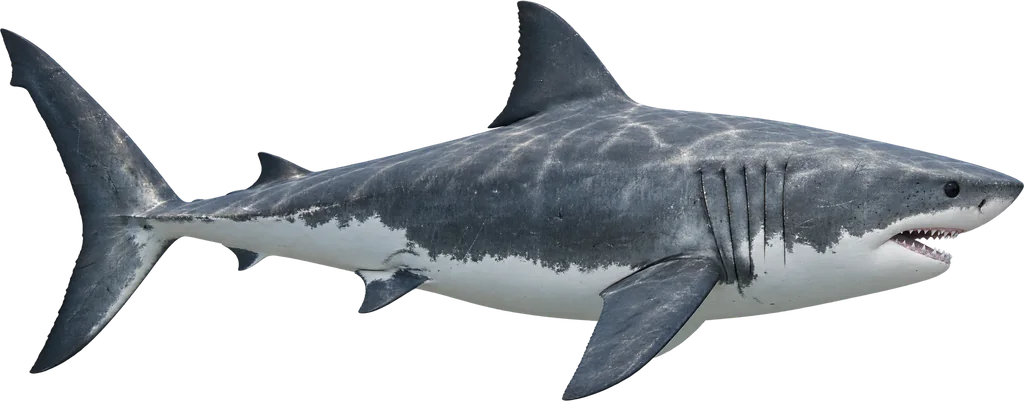 A calm grey shark gliding sideways, mouth slightly open to show its rows of teeth.